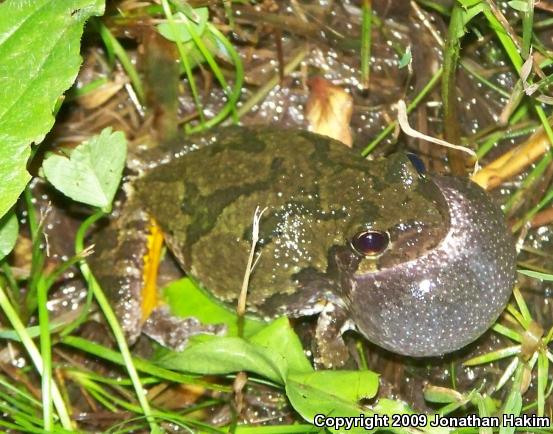 Gray Treefrog (Hyla versicolor)