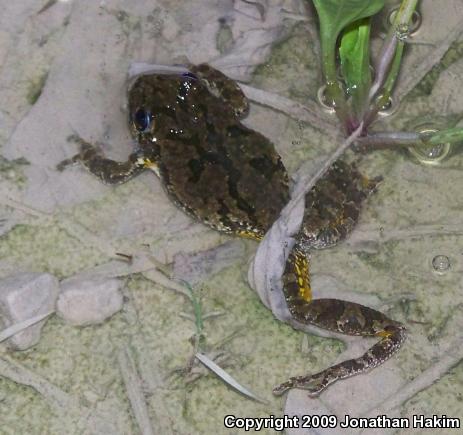 Gray Treefrog (Hyla versicolor)