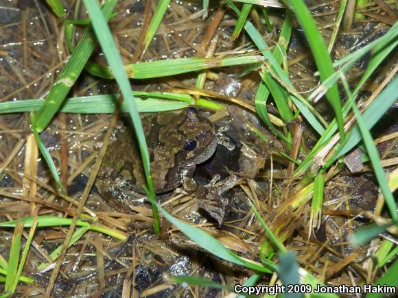 Gray Treefrog (Hyla versicolor)