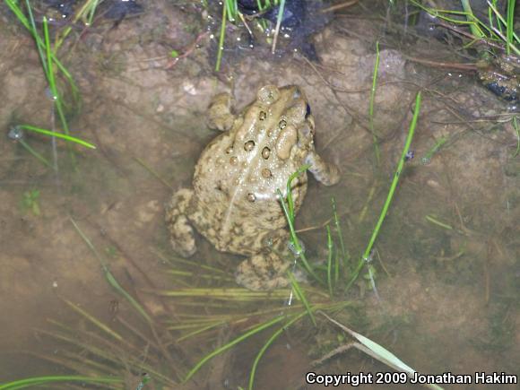 Eastern American Toad (Anaxyrus americanus americanus)