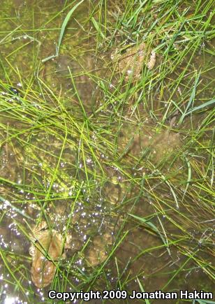 Eastern American Toad (Anaxyrus americanus americanus)