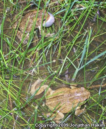 Eastern American Toad (Anaxyrus americanus americanus)