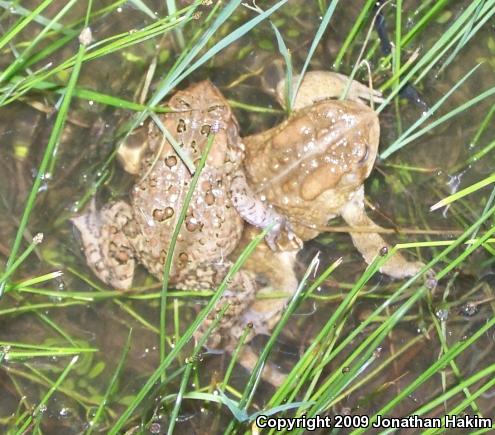 Eastern American Toad (Anaxyrus americanus americanus)