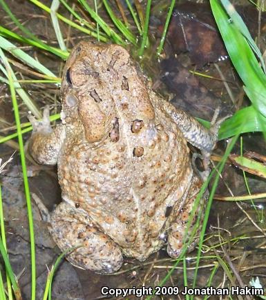 Eastern American Toad (Anaxyrus americanus americanus)