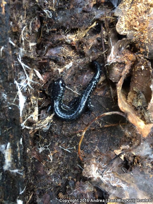 Atlantic Coast Slimy Salamander (Plethodon chlorobryonis)