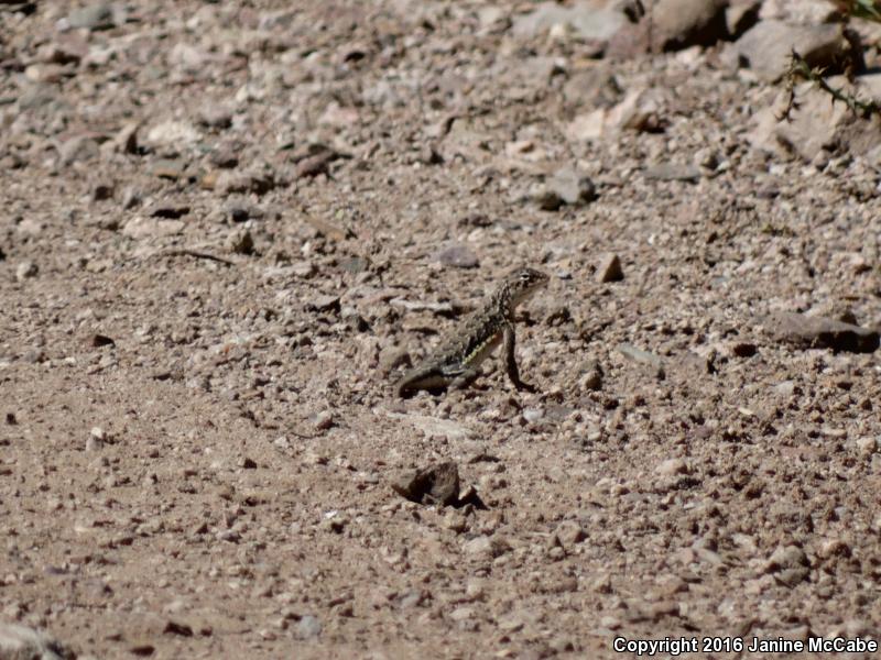 Elegant Earless Lizard (Holbrookia elegans)