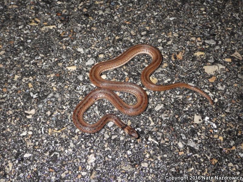 Florida Brownsnake (Storeria victa)