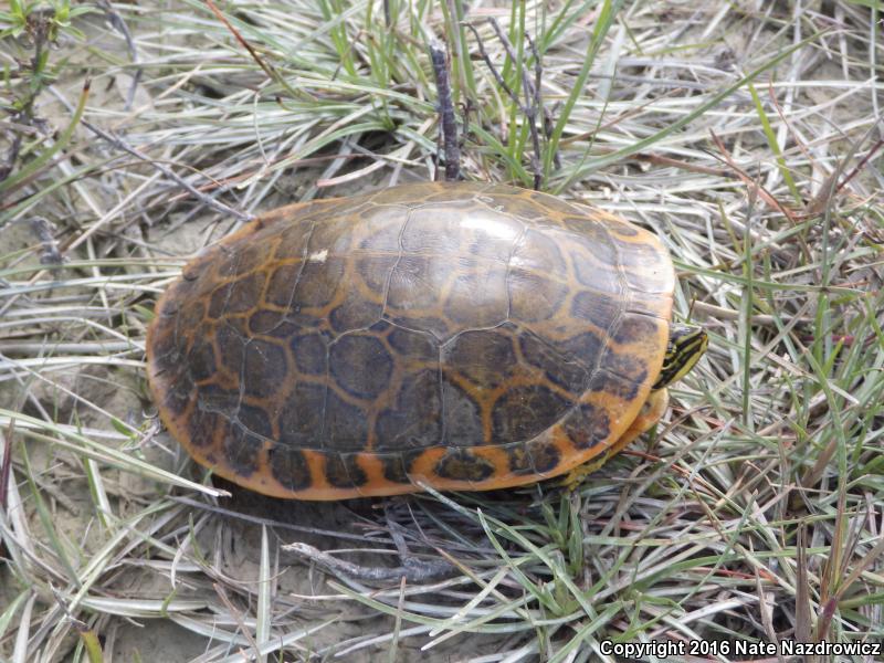 Florida Chicken Turtle (Deirochelys reticularia chrysea)