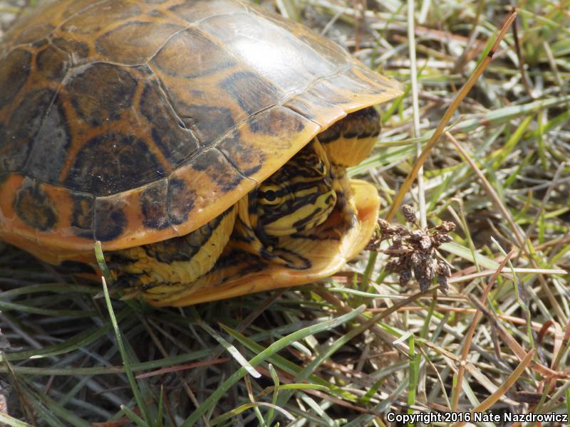 Florida Chicken Turtle (Deirochelys reticularia chrysea)