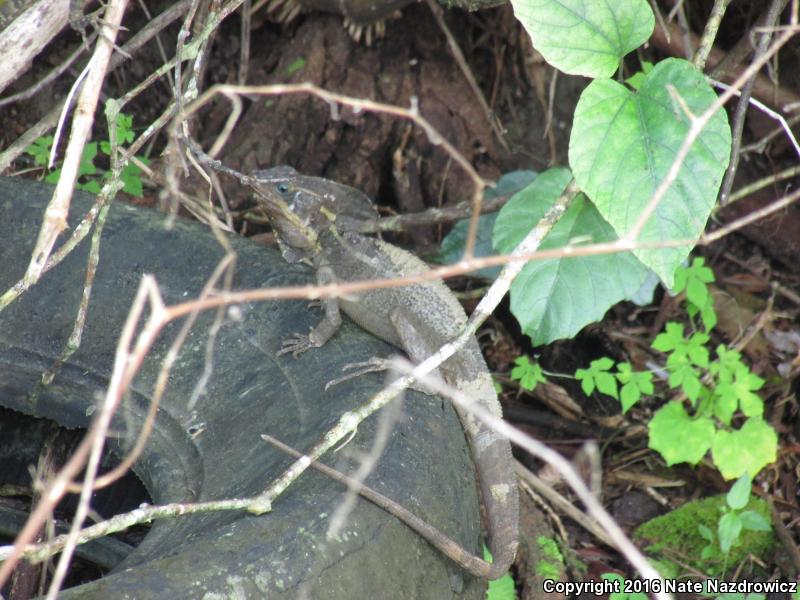 Brown Basilisk (Basiliscus vittatus)