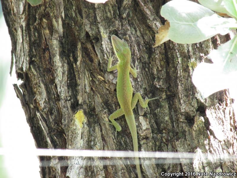 Southern Green Anole (Anolis carolinensis seminolus)