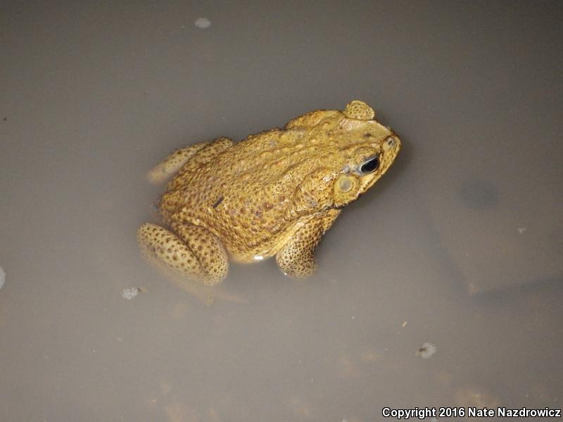 Cane Toad (Rhinella marina)