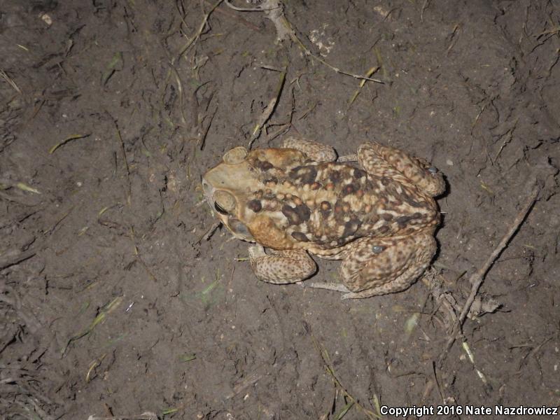 Cane Toad (Rhinella marina)