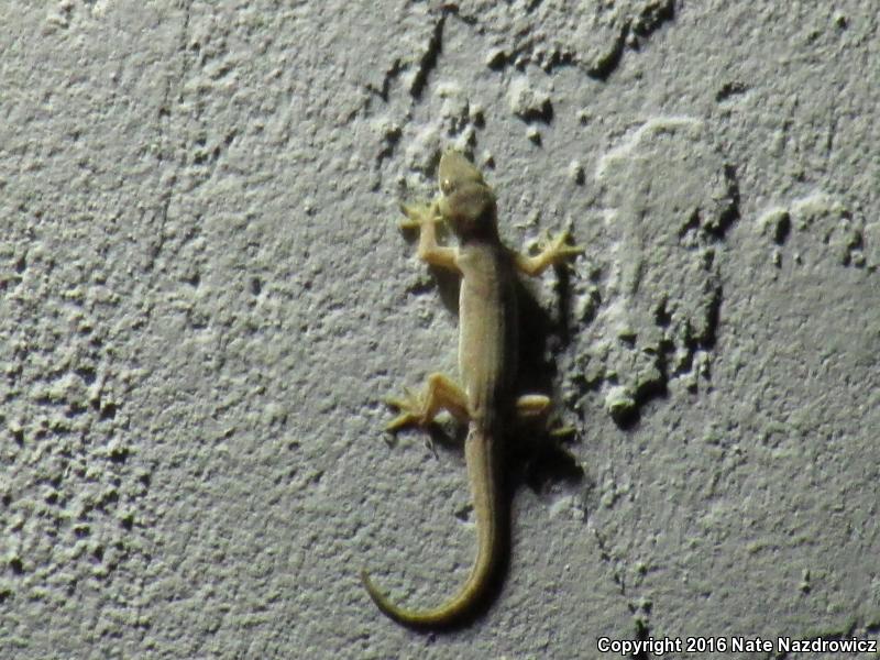 Indo-Pacific Gecko (Hemidactylus garnotii)