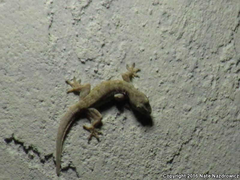 Indo-Pacific Gecko (Hemidactylus garnotii)