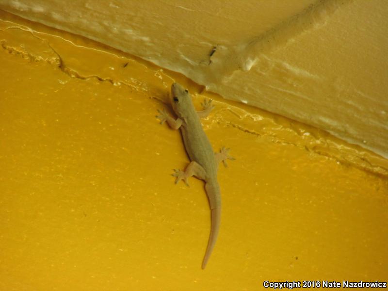 Indo-Pacific Gecko (Hemidactylus garnotii)