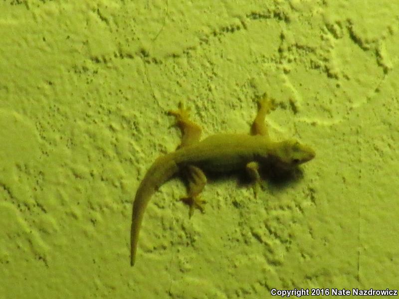 Indo-Pacific Gecko (Hemidactylus garnotii)