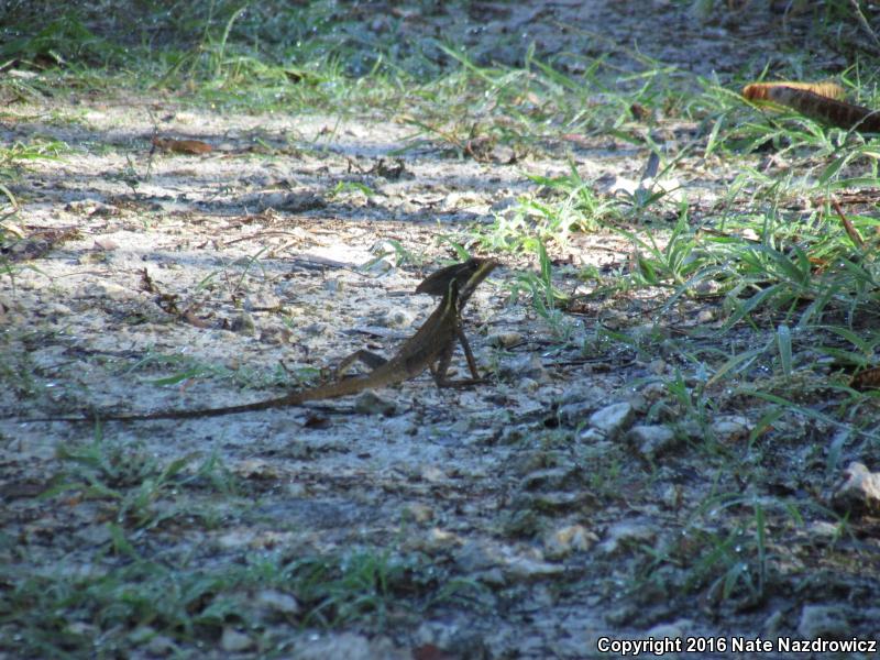 Brown Basilisk (Basiliscus vittatus)