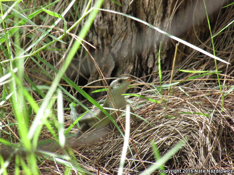 Brown Mabuya (Mabuya multifasciata)