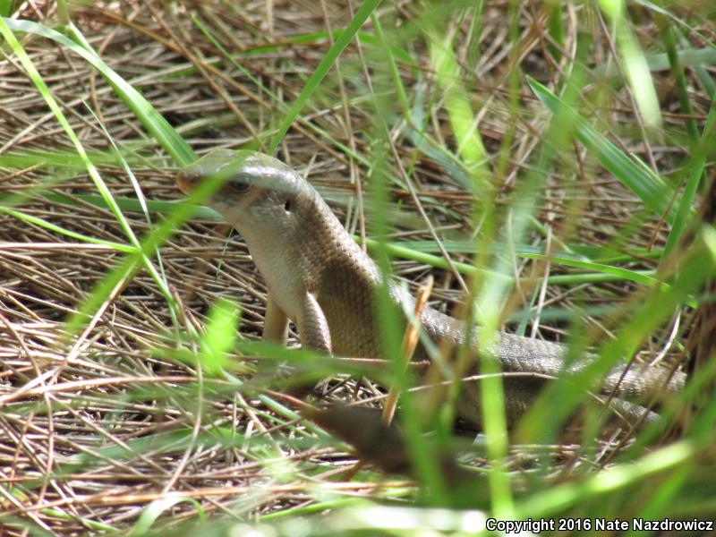 Brown Mabuya (Mabuya multifasciata)