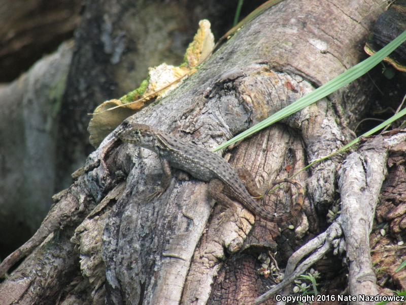 Northern Curly-tailed Lizard (Leiocephalus carinatus)