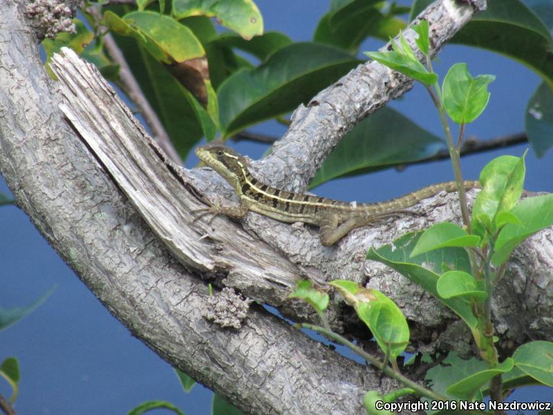 Brown Basilisk (Basiliscus vittatus)