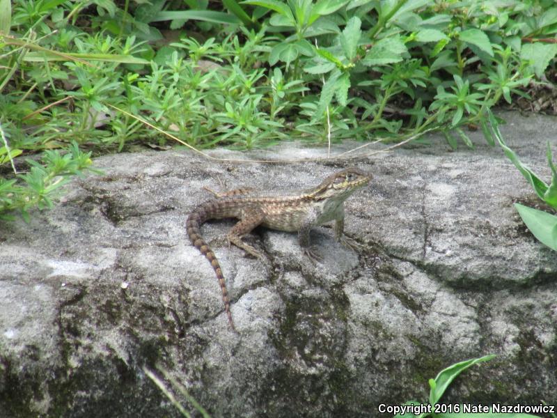 Northern Curly-tailed Lizard (Leiocephalus carinatus)