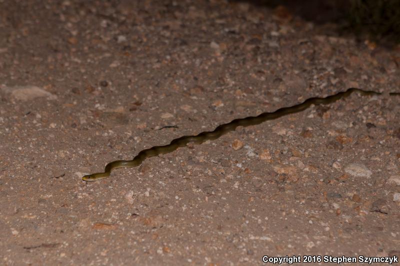 Green Ratsnake (Senticolis triaspis intermedia)