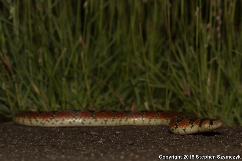 Thornscrub Hook-nosed Snake (Gyalopion quadrangulare)