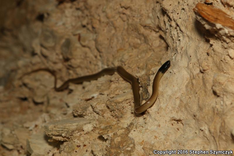 Trans-pecos Black-headed Snake (Tantilla cucullata)