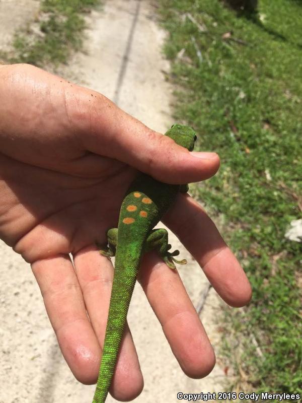 Madagascar Day Gecko (Phelsuma madagascariensis)