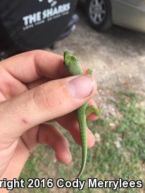 Madagascar Day Gecko (Phelsuma madagascariensis)