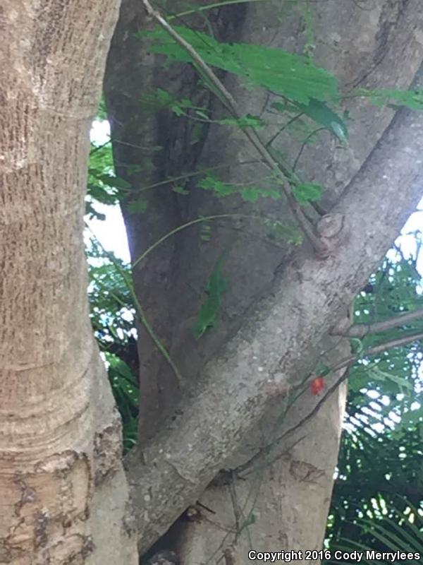 Madagascar Day Gecko (Phelsuma madagascariensis)