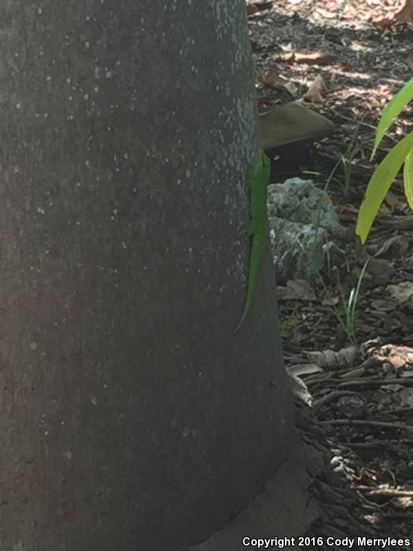 Madagascar Day Gecko (Phelsuma madagascariensis)