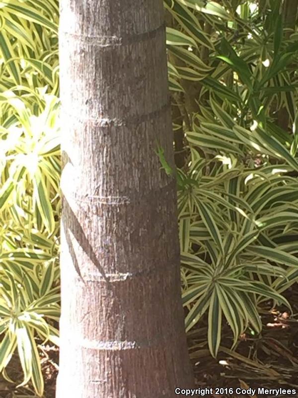 Madagascar Day Gecko (Phelsuma madagascariensis)