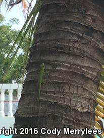 Madagascar Day Gecko (Phelsuma madagascariensis)