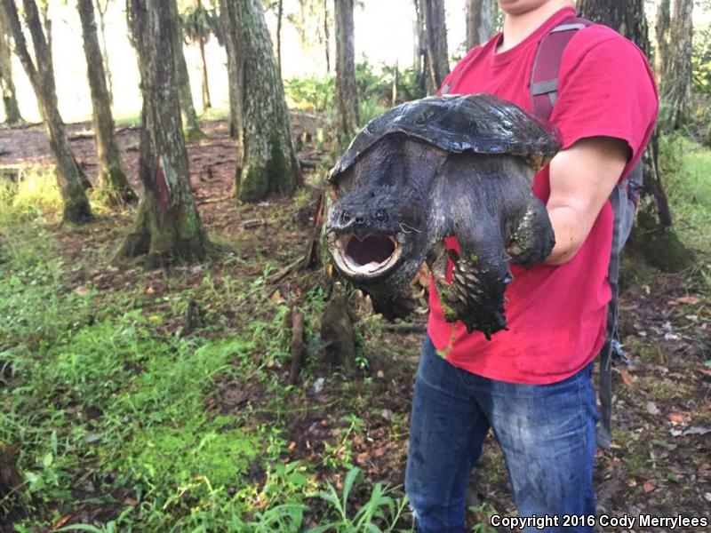 Florida Snapping Turtle (Chelydra serpentina osceola)