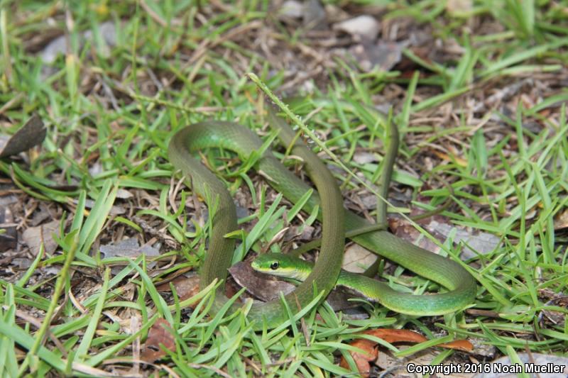 Florida Rough Greensnake (Opheodrys aestivus carinatus)