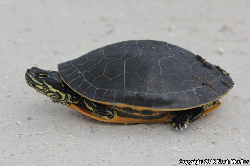 Chicken Turtle (Deirochelys reticularia)