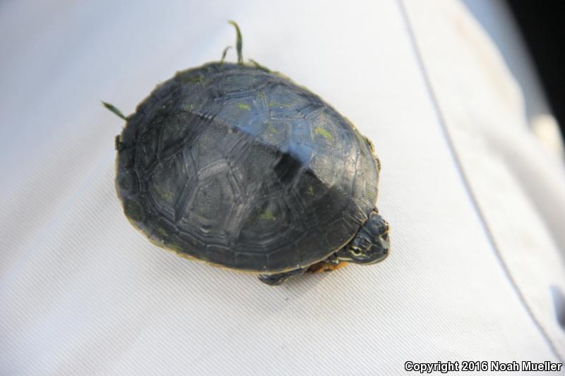 Chicken Turtle (Deirochelys reticularia)