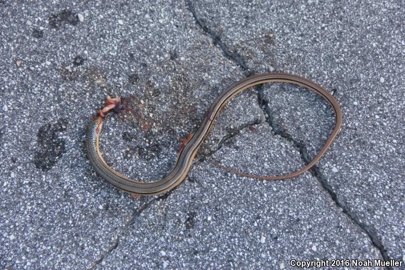 Island Glass Lizard (Ophisaurus compressus)