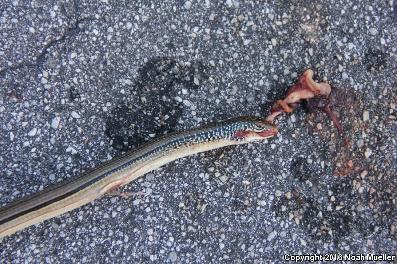 Island Glass Lizard (Ophisaurus compressus)