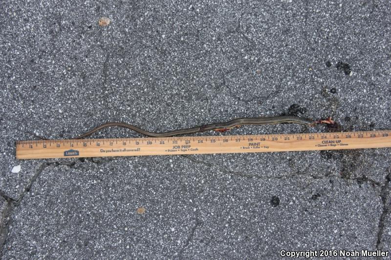 Island Glass Lizard (Ophisaurus compressus)