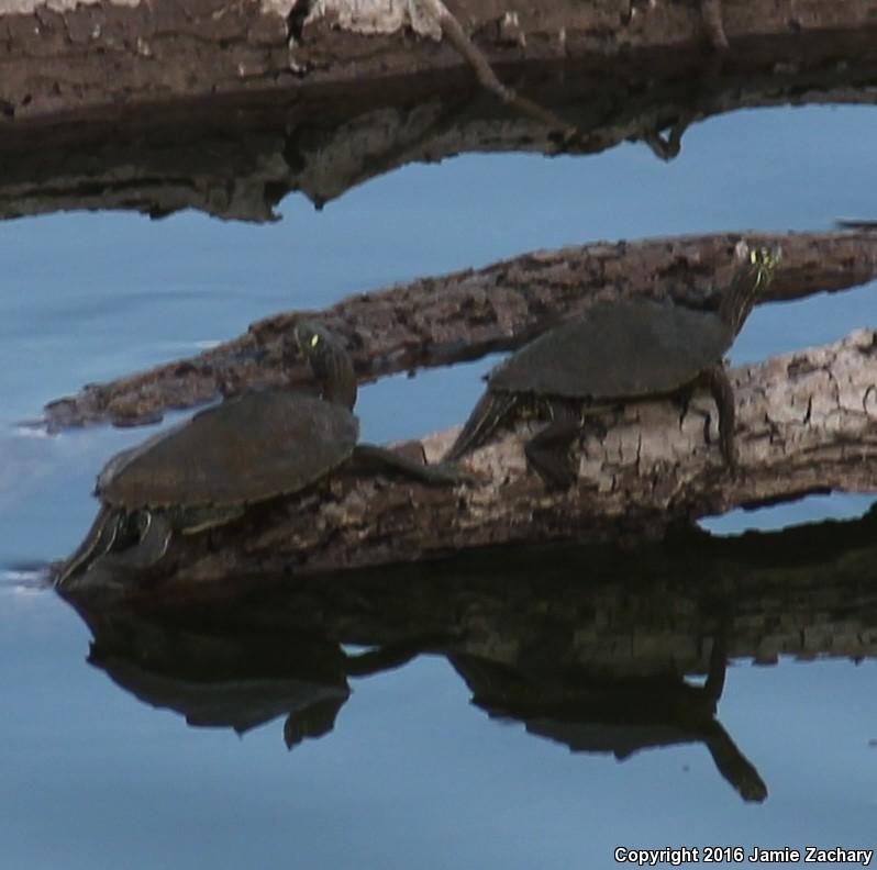 Ouachita Map Turtle (Graptemys ouachitensis ouachitensis)