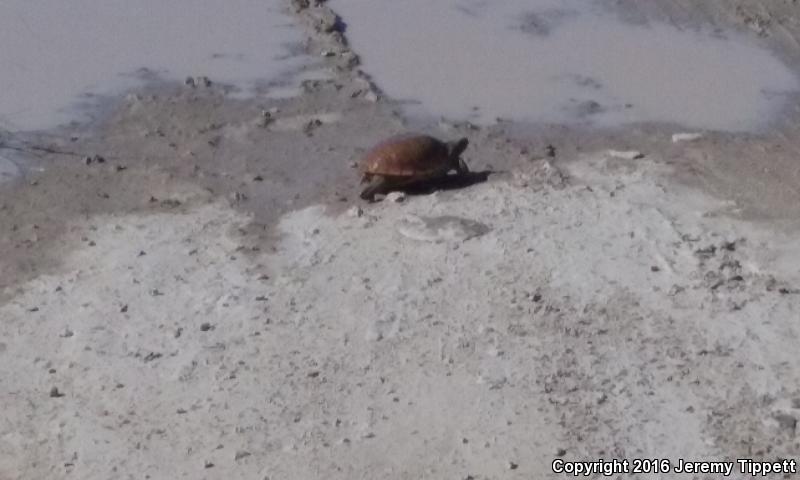 Desert Box Turtle (Terrapene ornata luteola)