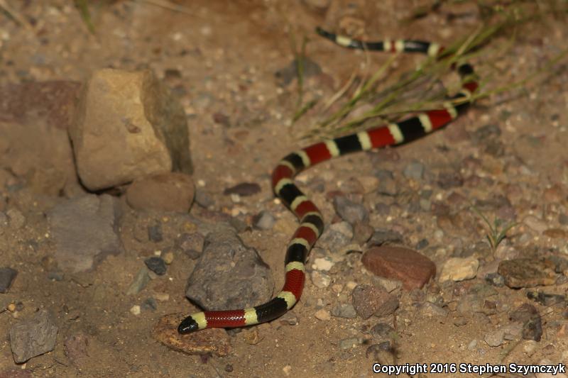 Arizona Coralsnake (Micruroides euryxanthus euryxanthus)