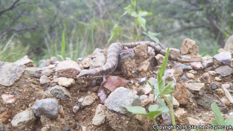 Madrean Alligator Lizard (Elgaria kingii kingii)