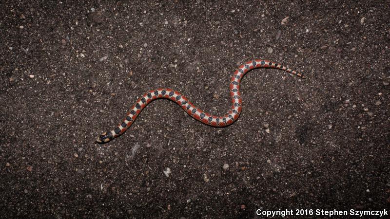 Thornscrub Hook-nosed Snake (Gyalopion quadrangulare)