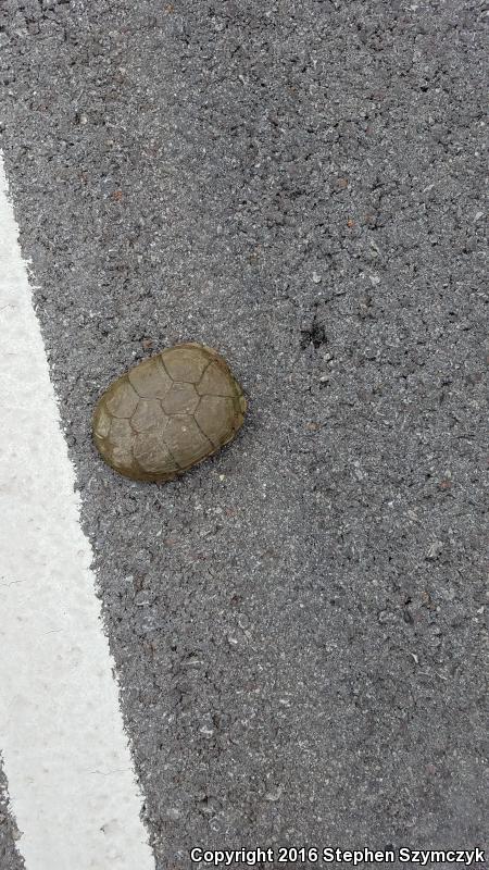 Yellow Mud Turtle (Kinosternon flavescens)