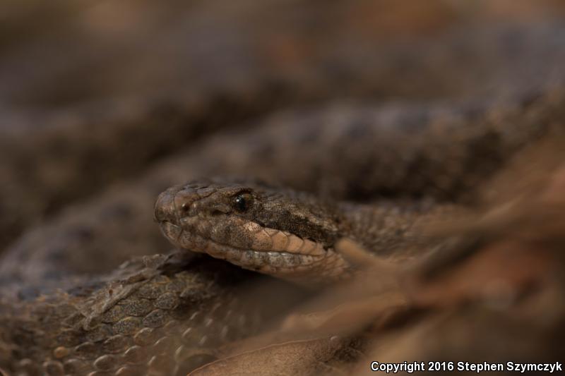 Western Twin-spotted Rattlesnake (Crotalus pricei pricei)